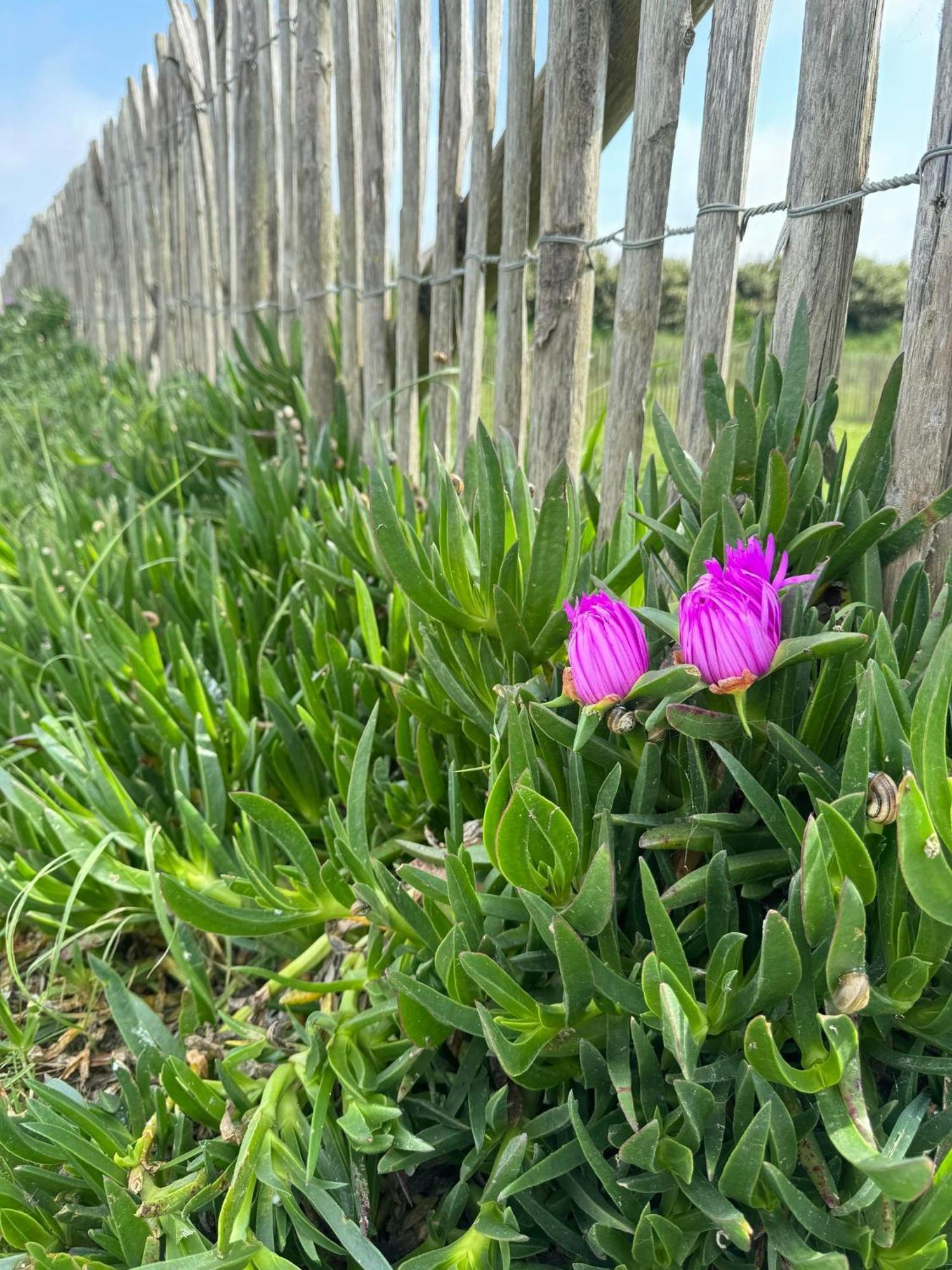 Vila Face Aux Isles Saint-Marcouf Exteriér fotografie